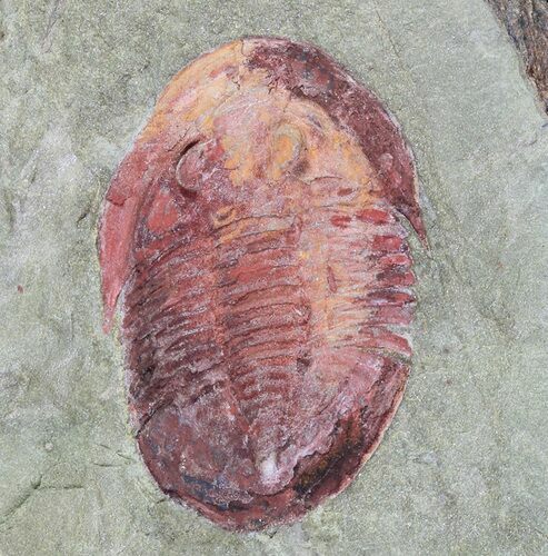 Colorful, Ordovician Asaphellus Trilobite - Morocco #85203